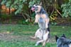 Austrialian Cattle Dog jumping for a ball Dog Training always ends in play